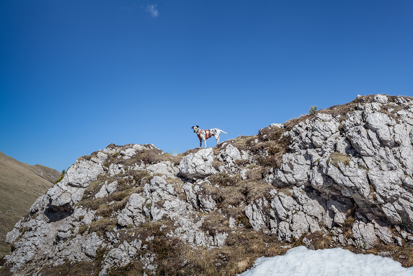 Landscape Dolomiti Alto Adige Dog